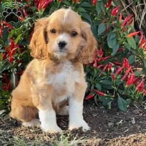 Alfie, Cocker Spaniel Puppy